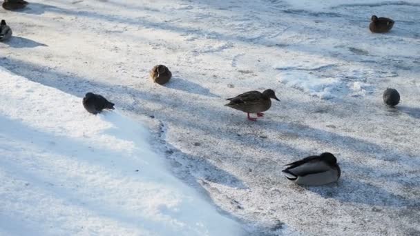 Patos salvajes brillantes en la nieve sucia derretida en el estanque a principios de primavera — Vídeo de stock