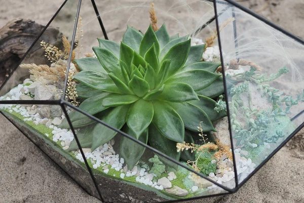 Vase Verre Fleuri Avec Succulents Cactus Sur Fond Naturel Coucher — Photo