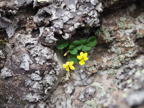 Primer Plano Piedras Totalmente Cubiertas Musgo Flores Amarillas Primavera Salvaje —  Fotos de Stock