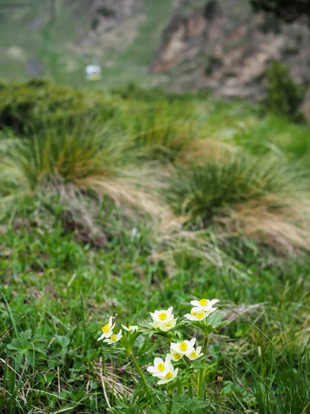 Dağlar Manzara Güzel Çiçekler Yakın Odaklanmış Yabani Alp Çiçekleri Yakın — Stok fotoğraf