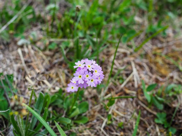 山の風景の中で美しい花がクローズアップ 緑の草を背景にクローズアップ野生のアルプスの花に焦点を当てた 夏の新鮮なアルプスの花マクロ — ストック写真