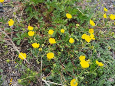 İlkbaharda dağlarda yüksek bir çayırda güzel sarı çiçekler.