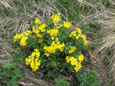 Dağlar manzara güzel çiçekler yakın. Odaklanmış Yabani Alp çiçekleri yakın çekim yeşil çim arka plan üzerinde. Taze Alp çiçekleri yaz aylarında makro.