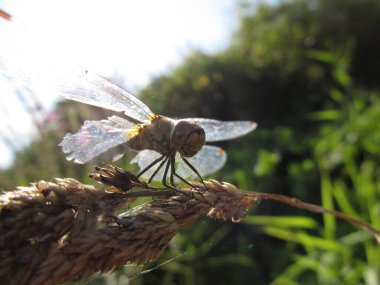 Dragonfly Sympetrum Fonksiyomu, Valencia lagününün yakınındaki pirinç tarlalarında bir su çukurunun yanına tünemişti. Dikkat edin, bacağı kırık..