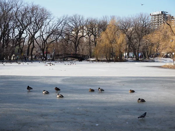 Patos Pombos Gelo Parque Cidade — Fotografia de Stock