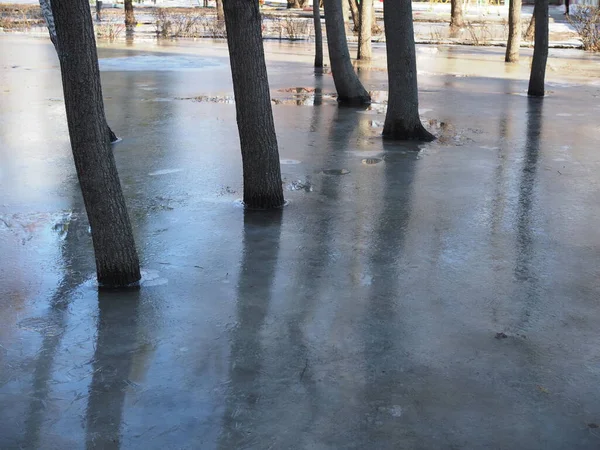 Flood Inverno Troncos Árvore Poça Congelada — Fotografia de Stock