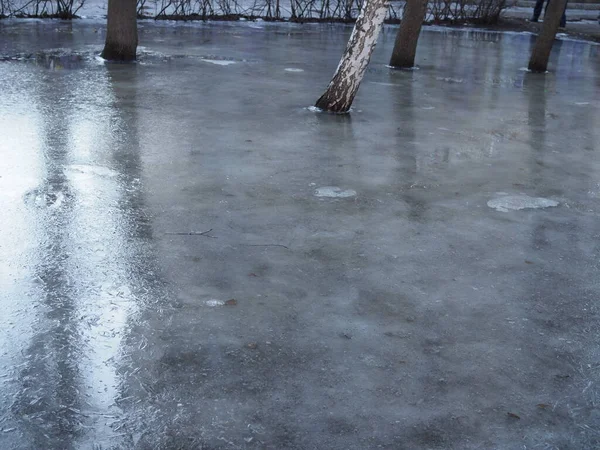 Flood Inverno Troncos Árvore Poça Congelada — Fotografia de Stock