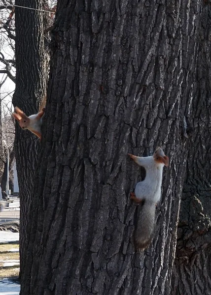 Zwei Rote Eichhörnchen Jagen Sich Auf Einem Baumstamm — Stockfoto