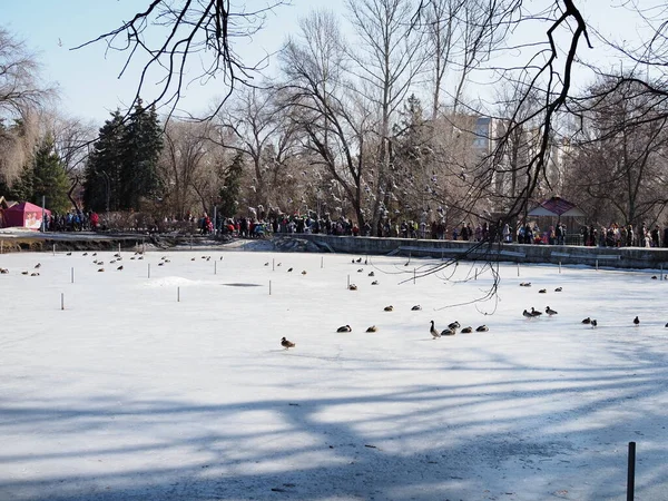 Eenden Duiven Ijs Het Stadspark — Stockfoto