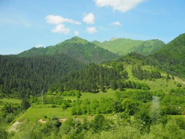 Yaz günü yeşil çam ormanlarıyla kaplı dağlar