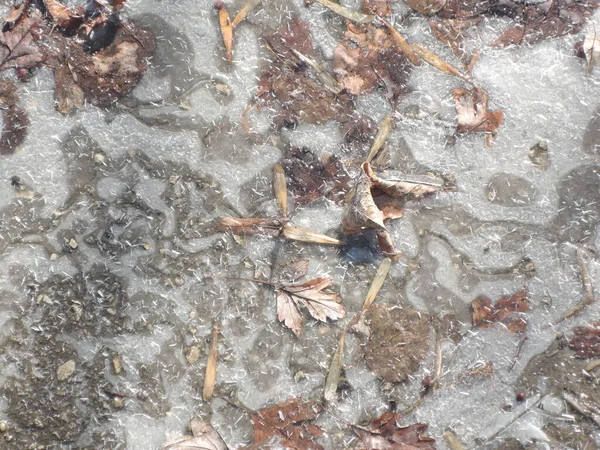 Frozen water puddle in autumn forest. Abstract background fallen leaves in the frozen ice.