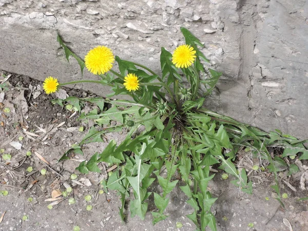 Karahindiba Bitkisinin Macro Fotoğrafı Kabarık Sarı Tomurcuklu Karahindiba Çiçeği Toprakta — Stok fotoğraf