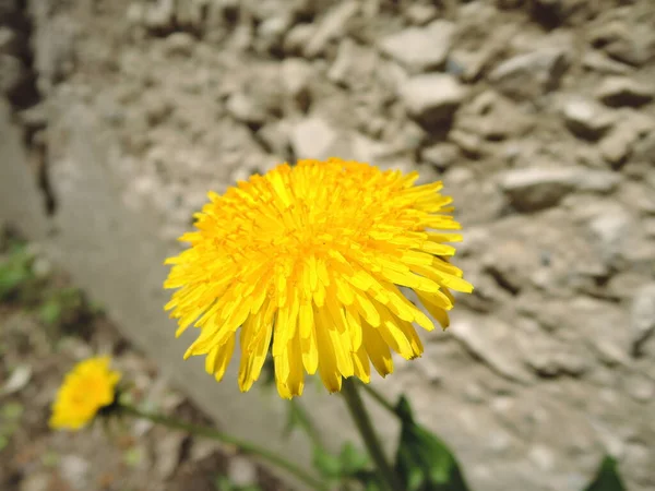 Karahindiba Bitkisinin Macro Fotoğrafı Kabarık Sarı Tomurcuklu Karahindiba Çiçeği Toprakta — Stok fotoğraf