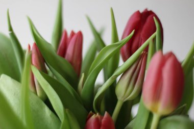 Bahar çiçekleri. Bokeh arka planında lale buketi