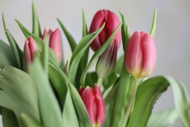 Bahar çiçekleri. Bokeh arka planında lale buketi