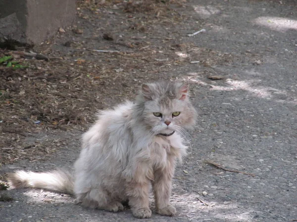 Gray Shaggy Persian Cat Street — Stock Photo, Image