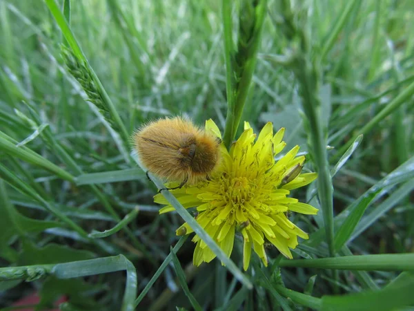 Chafer Macro Karahindiba Çiçeğinin Üzerindeki Tüylü Böcek Çayır Arka Planında — Stok fotoğraf