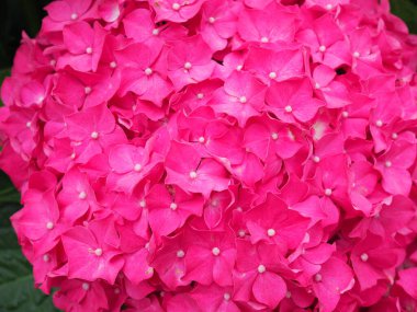 Ortanca çiçekler çalı. Pembe ortanca. Ortanca'nın ev bahçesi. Macrophylla ortancalarının güzel çiçeklenme