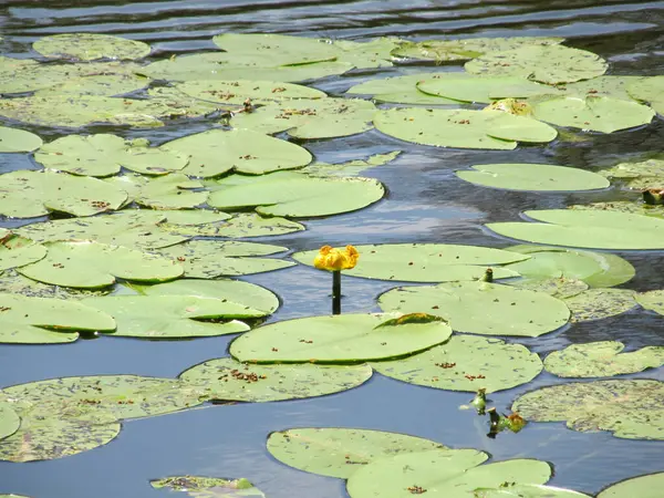 Flor Amarilla Nenuphar Lirio Agua Lago Hermosa Planta Acuática Flor — Foto de Stock