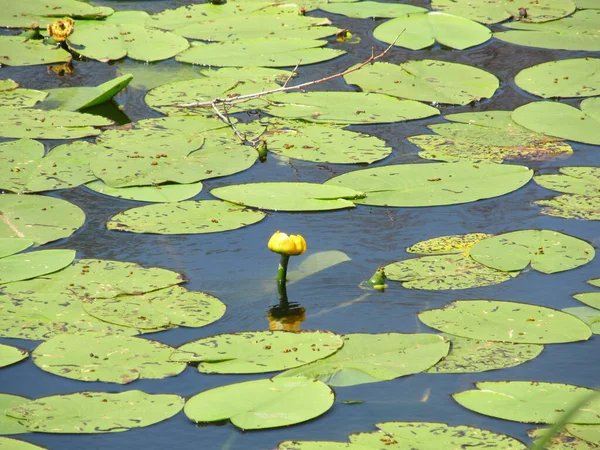 Flor Amarilla Nenuphar Lirio Agua Lago Hermosa Planta Acuática Flor — Foto de Stock