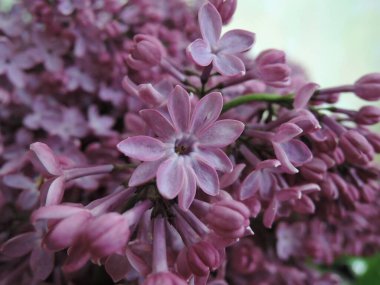 genç, çiçek açması leylak closeup dalları.