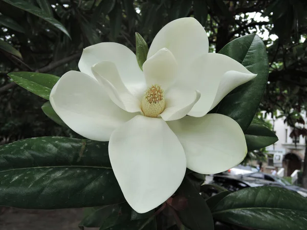 Wiosna Magnolia Drzewo Biały Kwiat — Zdjęcie stockowe