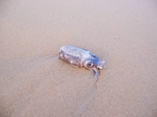 Kleine Koppotigen Weggegooid Door Oceaan Het Strand — Stockfoto