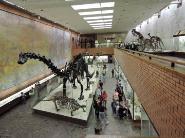 Moscow. Museum of Paleontology. archaeological Museum dinosaur skeleton clipart