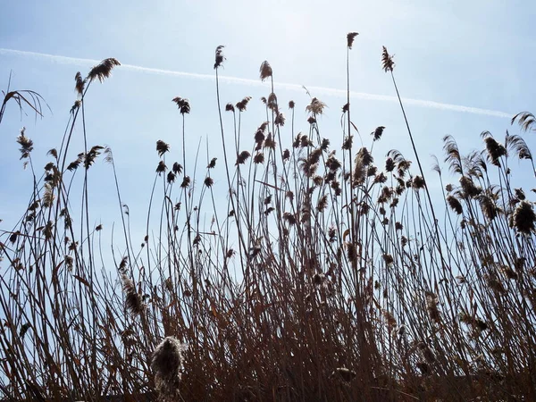 Reed Blue Sky Background Texture — Stock Photo, Image