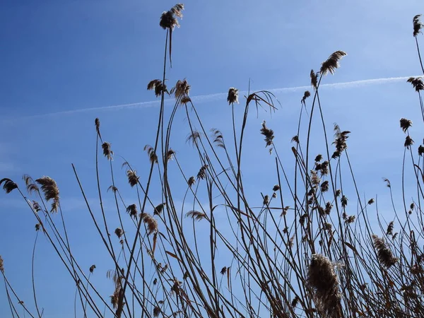 Reed Blue Sky Background Texture — Stock Photo, Image