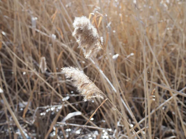 Reed Wetlands Shining Golden Morning Sun Winter End Selective Focus — Stock Photo, Image