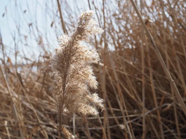 Reed Υγρότοπους Λάμπει Ένα Χρυσό Πρωινό Ήλιο Χειμώνας Κοντεύει Τελειώσει — Φωτογραφία Αρχείου