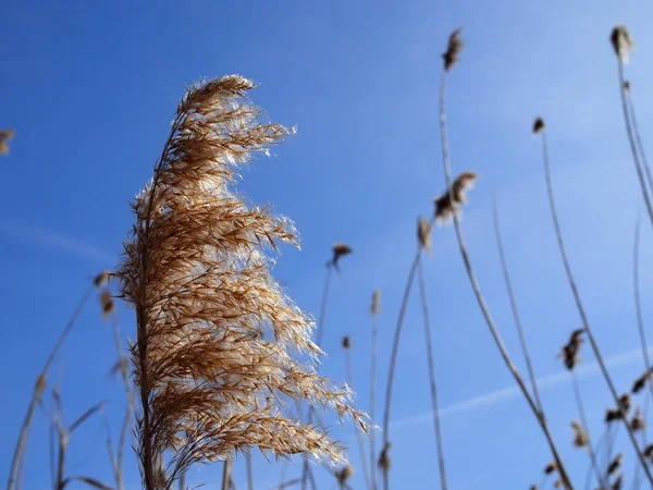 Reed Blue Sky Background Texture — Stock Photo, Image