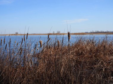Reed mavi gökyüzüne karşı. Geçmişi. Doku