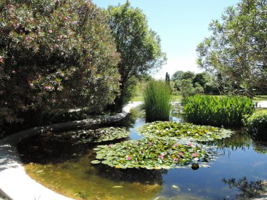 Kızıl Su Zambağı Hindistan 'a özgü yüzen güzel bir bitkidir. Diğer ülkelerde yaygın olarak yetiştirilir. Çiçekler yoğun kırmızı veya gül rengindedir.