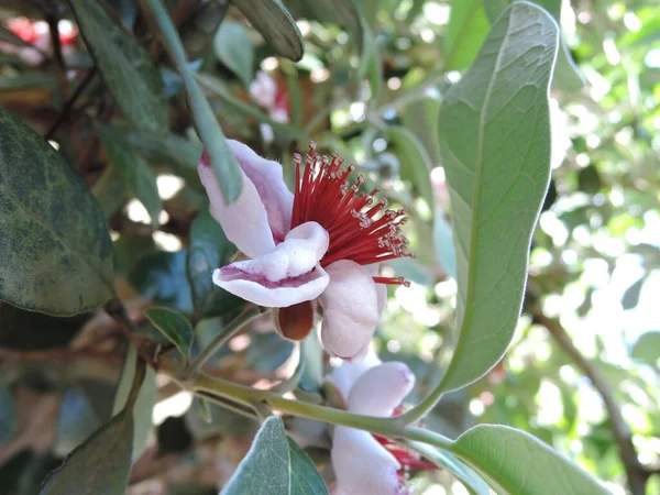 Feijoa Flores Botões Feijoa Árvore Primavera — Fotografia de Stock