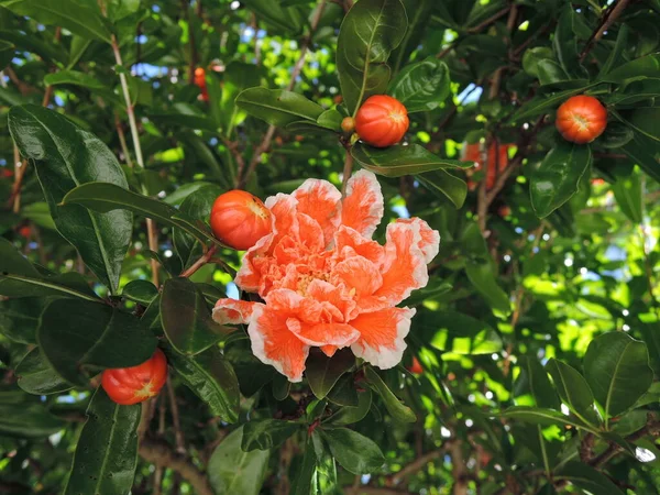 Flores Rosa Florescendo Mini Romã Arbusto Jardim Verão Verde Parque — Fotografia de Stock