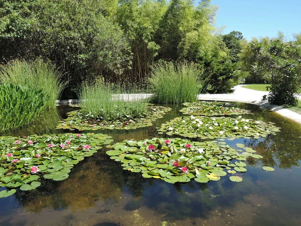 Lirio Agua Roja Una Hermosa Planta Flotante Nativa India Cultiva — Foto de Stock