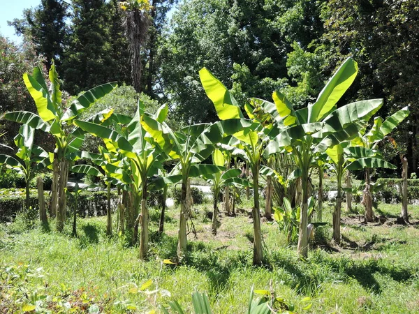 Mini Banana Plantage Solig Sommardag — Stockfoto