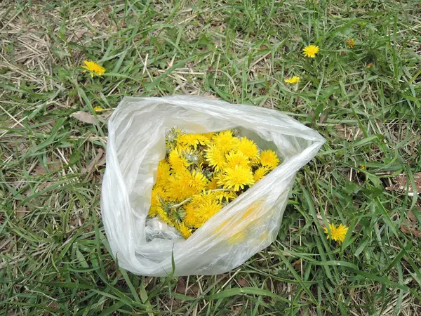 Karahindiba Bitkisinin Macro Fotoğrafı Kabarık Sarı Tomurcuklu Karahindiba Çiçeği Toprakta — Stok fotoğraf
