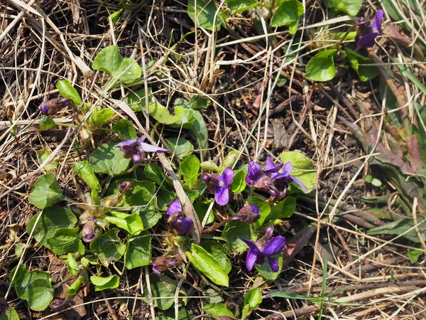 Tatlı Violet Ilk Bahar Çiçeklerinden Biri — Stok fotoğraf