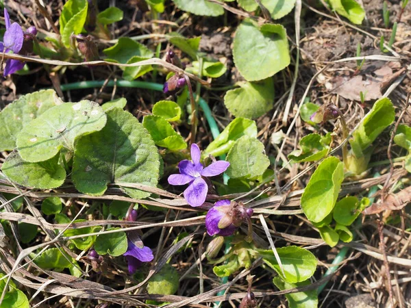 Sweet Violet - один из первых весенних цветов — стоковое фото