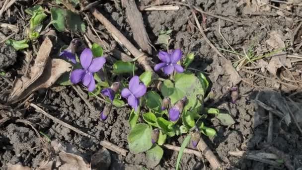 Sweet Violet - one of the first spring flowers — Stock Video