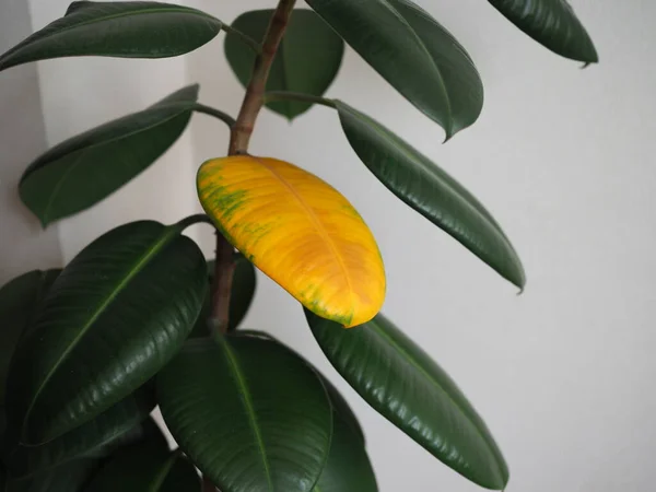 Ein Vergilbtes Ficusblatt Vor Einem Grünen Blatt Illustration Von Vitaminmangel — Stockfoto