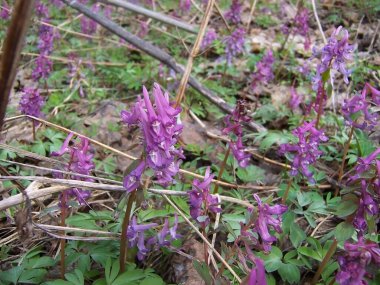 Tuft - Ormanda bahar çiçeği.
