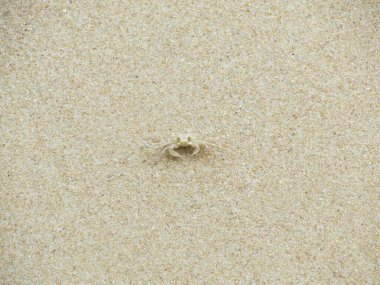 Kumsaldaki hayalet yengeci uyarın. Ocypode Ryderi.