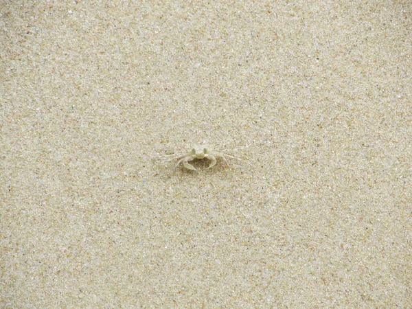 Waarschuw Geestenkrab Het Strand Ocypode Ryderi — Stockfoto