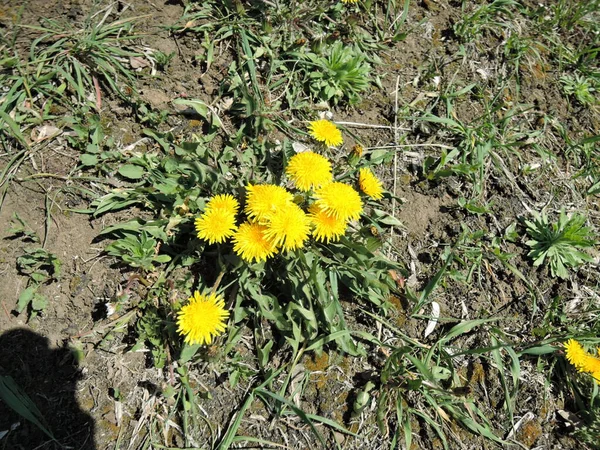 Deux Pissenlits Jaunes Sur Herbe Verte Concept Printemps — Photo