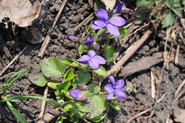 Tatlı Violet, ilk bahar çiçeklerinden biri..