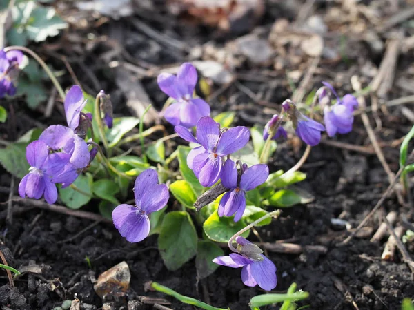 Viola odorata. Scent-scented. Violet flower forest blooming in spring. The first spring flower, purple. Wild violets in nature